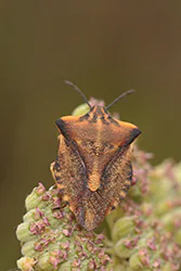 Tarczówka rudonoga (Pentatoma rufipes)