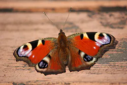 European Peacock (Inachis io)