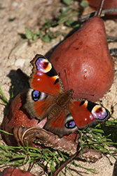 European Peacock (Inachis io)
