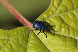 Tooth-nosed Snout Weevils (Rhynchitidae)