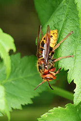 Szerszeń (Vespa crabro)