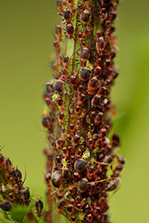 Mszyca (Aphidoidea sp)