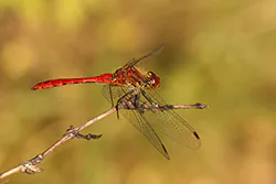 Ruddy Darter (Sympetrum sanguineum)