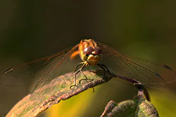 Szablak krwisty (Sympetrum sanguineum)