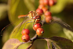 Ruddy Darter (Sympetrum sanguineum)