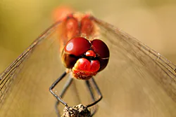 Ruddy Darter (Sympetrum sanguineum)