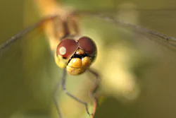 Ruddy Darter (Sympetrum sanguineum)