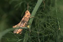 Bow-winged Grasshopper (Chorthippus biguttulus)