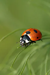 Seven-spot Ladybird (Coccinella septempunctata)