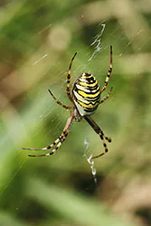 Tygrzyk paskowany (Argiope bruennichi)
