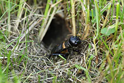 Field Cricket (Gryllus campestris)