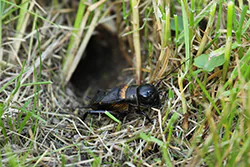 Field Cricket (Gryllus campestris)