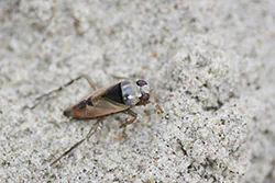 Common Backswimmer (Notonecta glauca)
