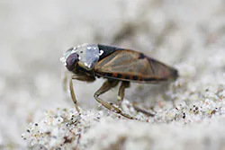 Common Backswimmer (Notonecta glauca)