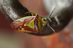 Hawthorn Shield Bug (Acanthosoma haemorrhoidale)
