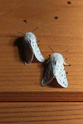 White Ermine (Spilosoma lubricipedum)