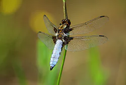 Ważka płaskobrzucha (Libellula depressa)