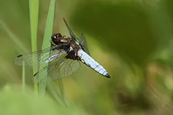 Ważka płaskobrzucha (Libellula depressa)