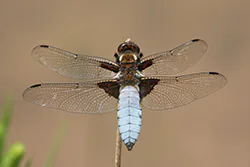 Ważka płaskobrzucha (Libellula depressa)