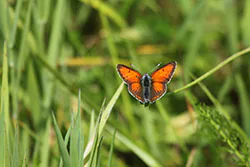 Czerwończyk płomieniec (Lycaena hippothoe)