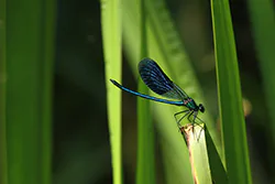 Świtezianka błyszcząca (Calopteryx splendens)