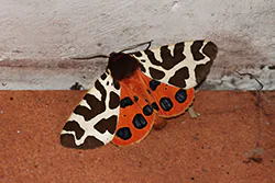 Garden Tiger Moth (Arctia caja)