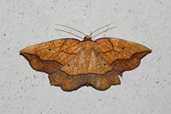 Bordered Beauty (Epione repandaria)