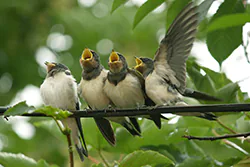 Jaskółka dymówka (Hirundo rustica)