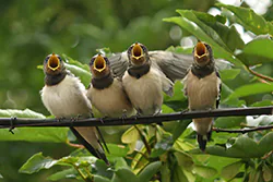 Jaskółka dymówka (Hirundo rustica)
