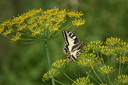 Old World Swallowtail (Papilio machaon)