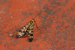 Wojsiłka pospolita (Panorpa communis)