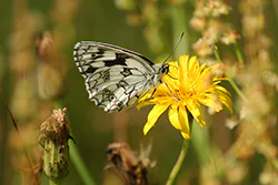 Polowiec szachownica (Melanargia galathea)