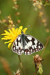 Polowiec szachownica (Melanargia galathea)