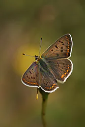 Czerwończyk uroczek (Lycaena tityrus)