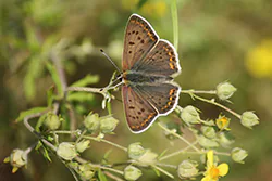 Czerwończyk uroczek (Lycaena tityrus)