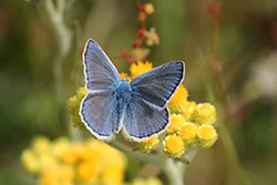 Modraszek ikar (Polyommatus icarus)