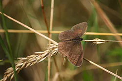 Przestrojnik trawnik (Aphantopus hyperantus)