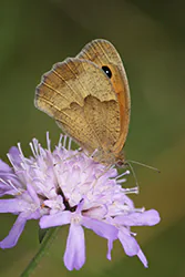 Meadow Brown (Maniola jurtina)