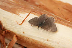 Przestrojnik trawnik (Aphantopus hyperantus)