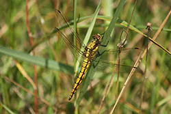 Black-tailed Skimmer (Orthetrum cancellatum)