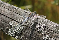 Black-tailed Skimmer (Orthetrum cancellatum)