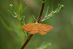 Scopula rubiginata (Scopula rubiginata)