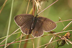 Przestrojnik trawnik (Aphantopus hyperantus)