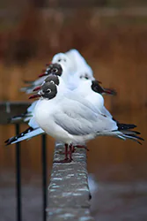Black-headed Gull (Larus ridibundus)