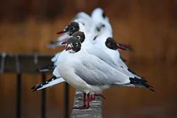 Black-headed Gull (Larus ridibundus)