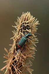Malachite Beetle (Malachius bipustulatus)