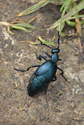 Oleica krówka (Meloe proscarabaeus)