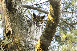 Great Horned Owl (Bubo virginianus)