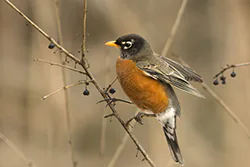 American Robin (Turdus migratorius)