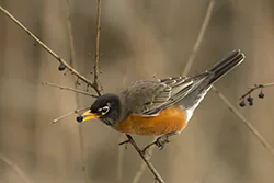 American Robin (Turdus migratorius)